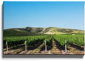 Walljar - Midwest Vineyard - Muurdecoratie - Canvas schilderij