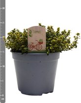 Kruid van Botanicly – Thymus citriodorus – Hoogte: 15 cm