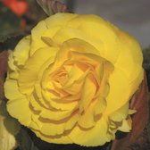 Begonia dubbel geel | 3 stuks | Knol | Geschikt voor in Pot | Geel | Prachtige Knolbegonia | Begonia | 100% Bloeigarantie | QFB Gardening