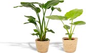 Set van 2 - Strelitzia Nicolai 85cm hoog, 19Ø + Alocasia Macrorrhiza 70cm hoog, 19Ø - Kamerplant - Met mand