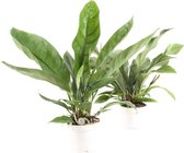 FloriaFor - Combinatie Anthurium 'Jungle King' En 'Jungle Bush' - - ↨ 55cm - ⌀ 17cm