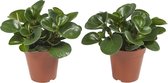 Kamerplanten van Botanicly – 2 × Dwergpeper – Hoogte: 28 cm – Peperomia obtusifolia