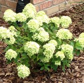 Hydrangea 'Little Lime' - Pluimhortensia in C3 pot met hoogte 30-40 cm