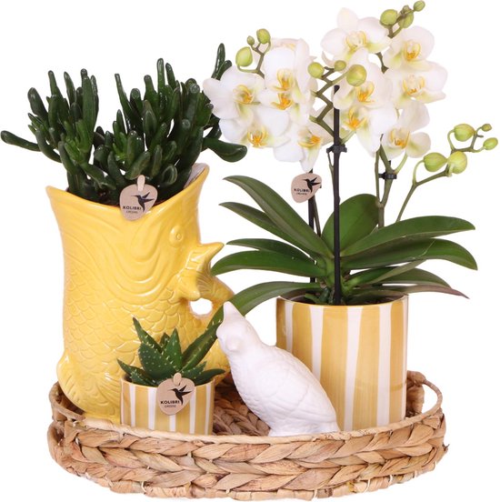 Foto: Kolibri company gift set mediterranean sunset plantenset met witte phalaenopsis orchidee lausanne en succulenten incl keramieken sierpotten