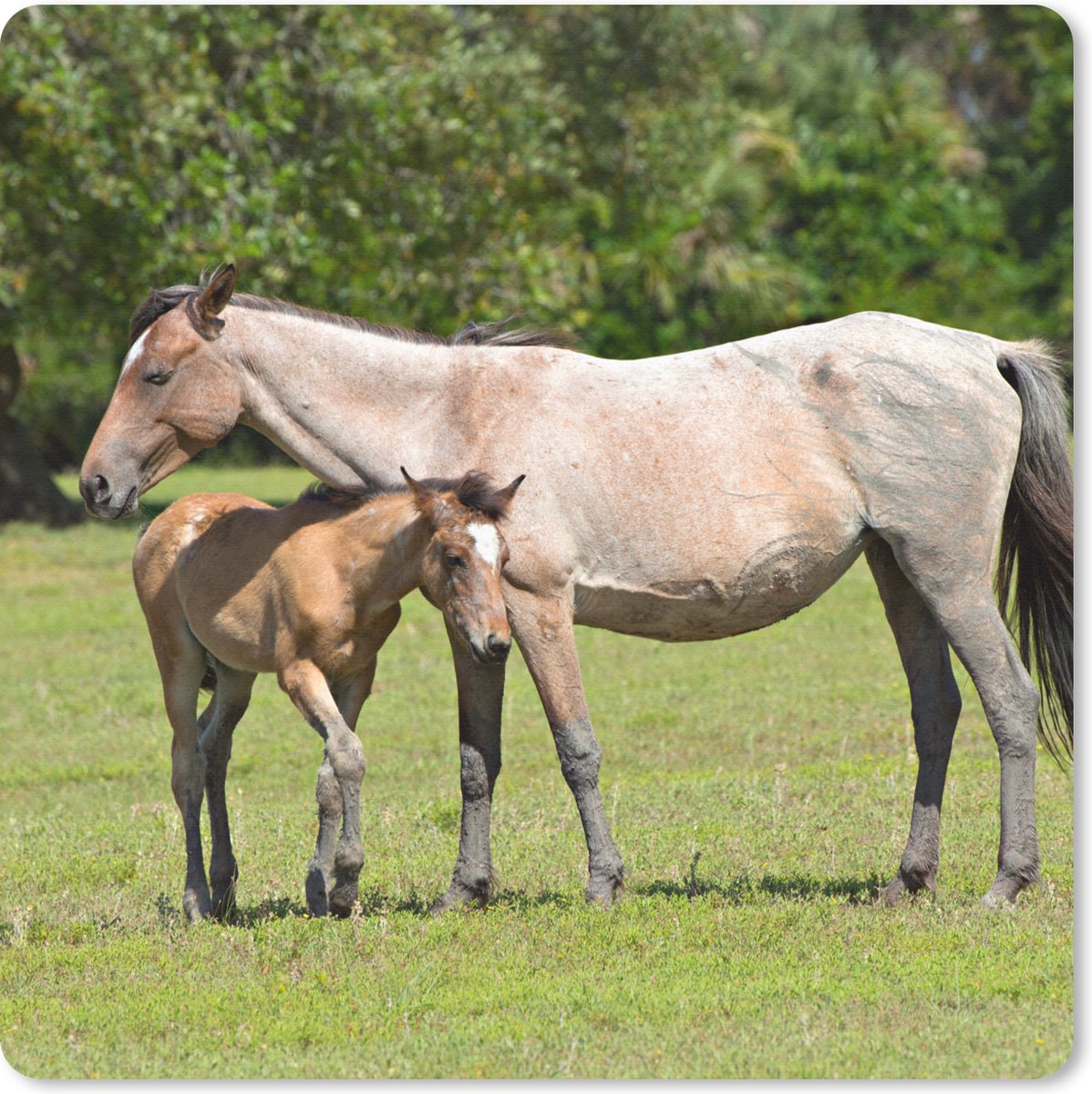 Muismat 20x20 cm - Mousepad Paarden - Gras - Schaduw - Muismatten