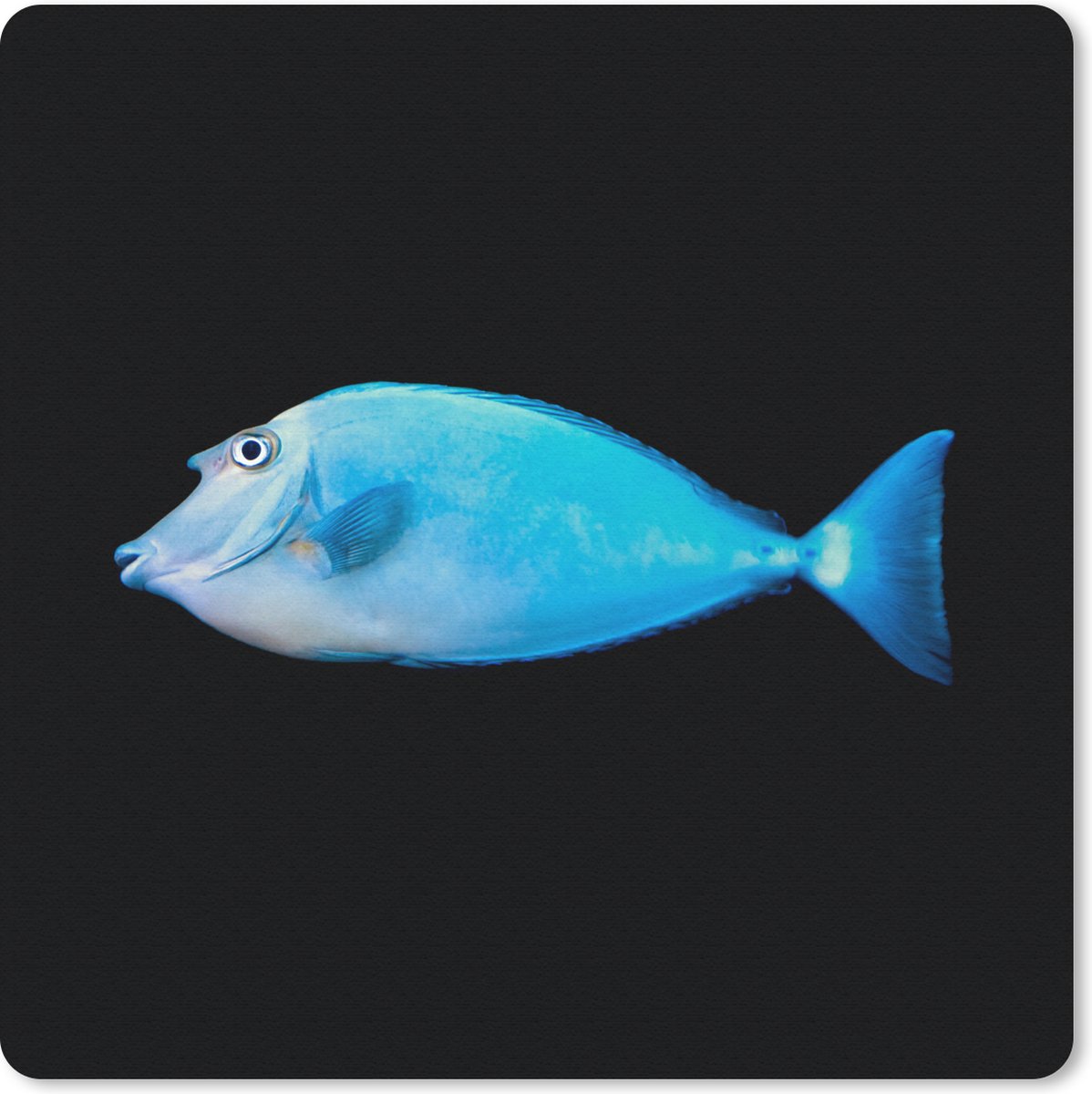 Muismat 20x20 cm - Mousepad Vis - Zeedieren - Zwart - Muismatten