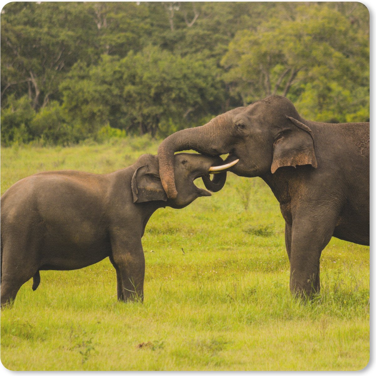 Muismat 20x20 cm - Mousepad Olifant - Gras - Dieren - Groen - Muismatten