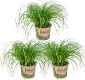 Bloomique - Set van 3 - Cyperus Zumula - Kattengras - Kamerplanten - Diervriendelijk - 20-30 cm Hoog - Pot 12 cm