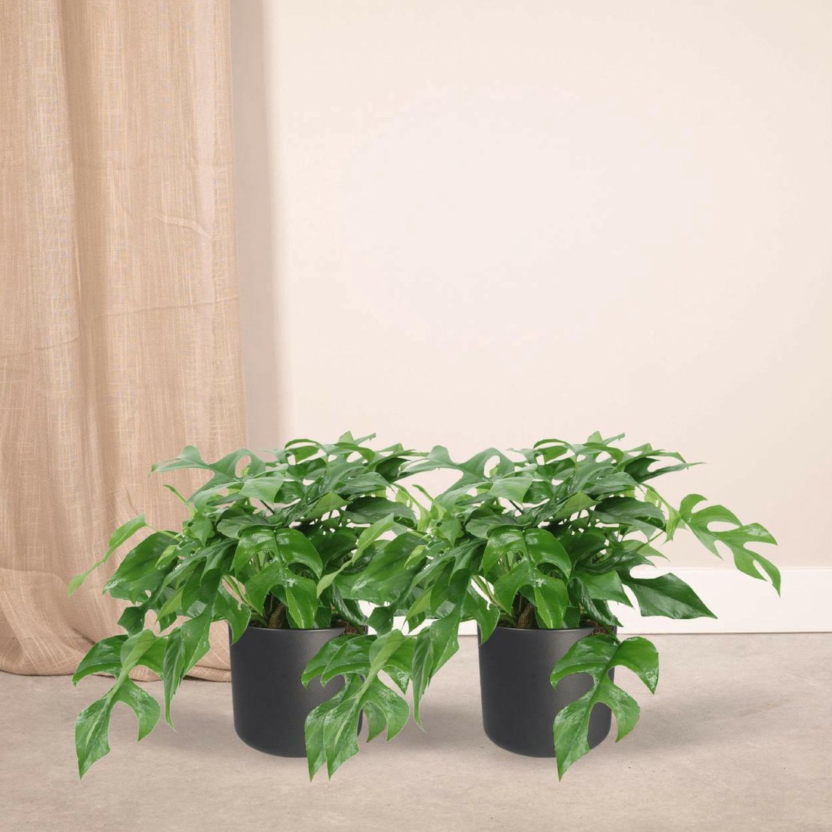 Monstera Minima Set van 2 – Gatenplant – ↨25cm – Ø14cm – Groene Kamerplanten – Luchtzuiverende Tropische Sierplanten – Makkelijk te Verzorging – Populaire Plant