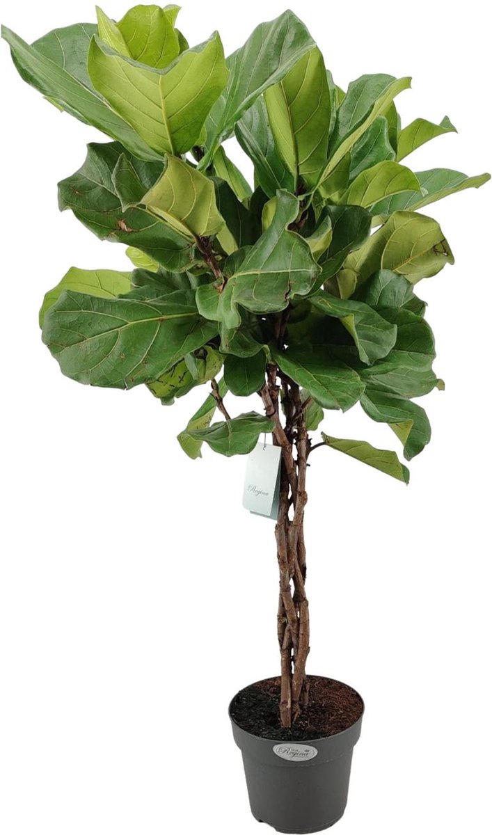 Green Harmony | Ficus Lyrata gevlochten stam - Ø24cm - 100cm
