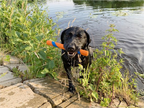 Zwarte labrador in het water met een oranje en blauwe stick in zijn bek.