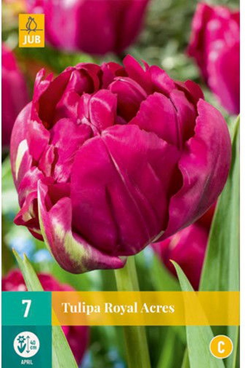 JUB - Tulipa royal acres