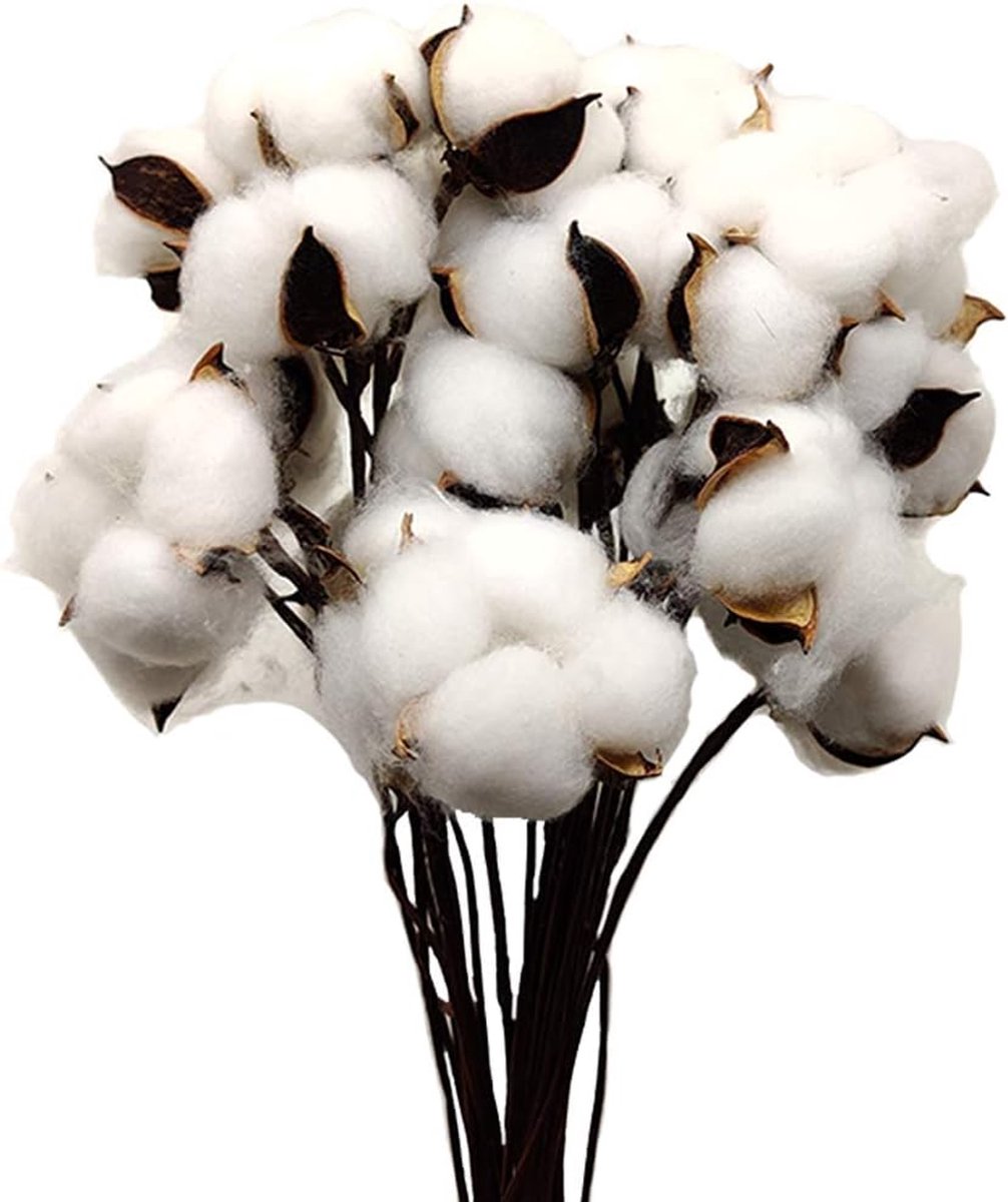 Ibenzoa® Set van 30 Natuurlijke Gedroogde Katoenbollen met Stelen - Voor Authentieke Landelijke Ambiances