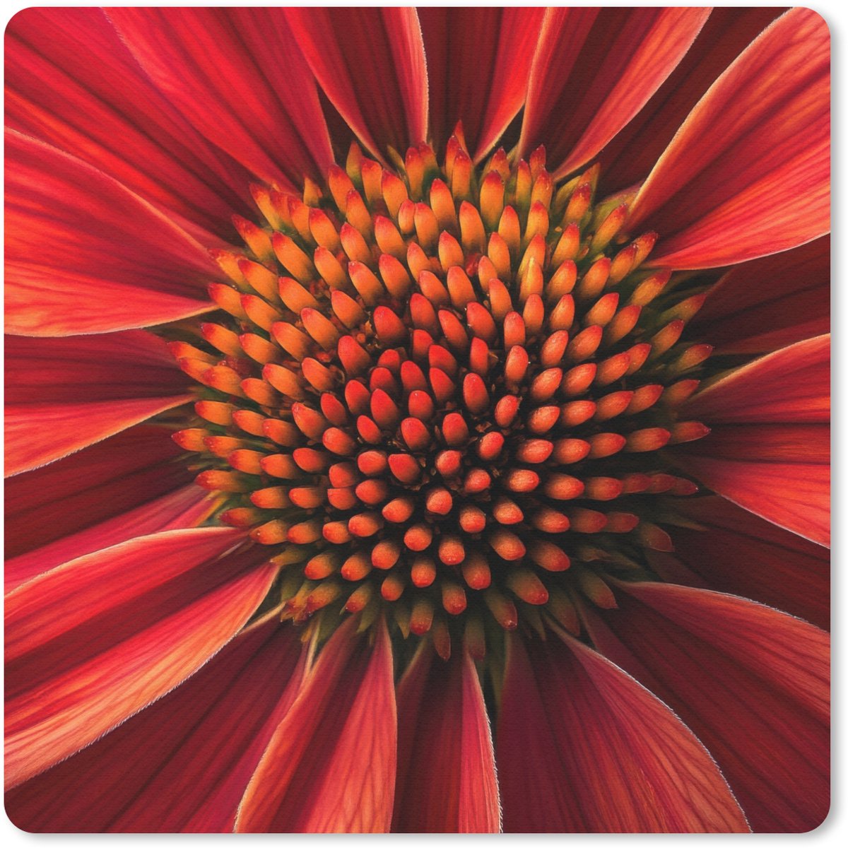 Muismat 20x20 cm - Mousepad Close up - Bloem- Rood - Muismatten