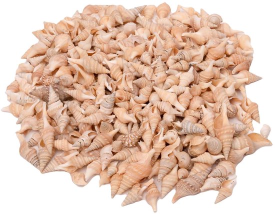 Colorations coquillages speelgoed Turrid 400g loisirs créatifs.