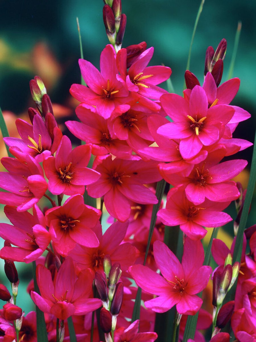Ixia Mabel | 25 stuks | Roze | Paars | Snijbloem | Geurend