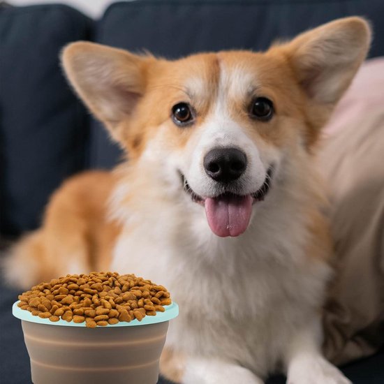 5 Tips voor reizen met je hond
