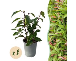 Green boutiQ - Haagplanten - Prunus lusitanica Angustifolia - blad groen - 8 planten - 1 strekkende meter - groenblijvend - pot 9cm hoogte 30-35cm