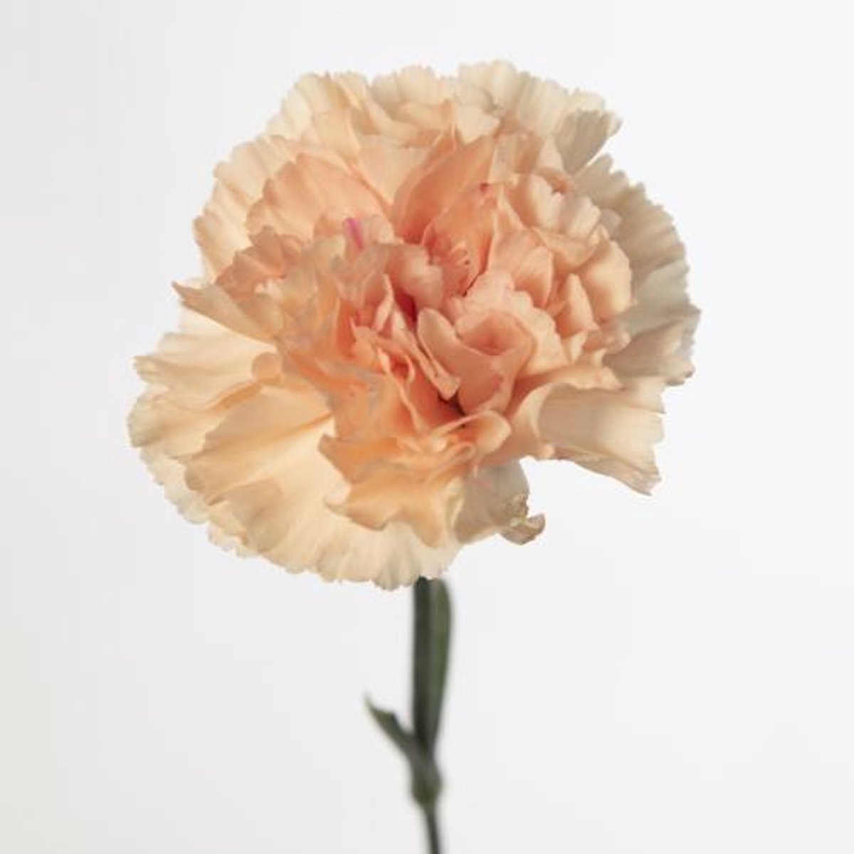 20x Dian.peach wonder 60cm