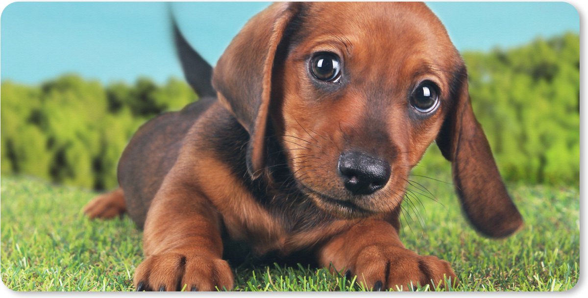 Muismat XXL 120x60 cm - Bureau onderlegger - Bureau mat Prachtige lucht boven een schattige Teckel puppy - Bureaumat - Gaming mousepad xl - Bureaulegger groot - Computer deskmat