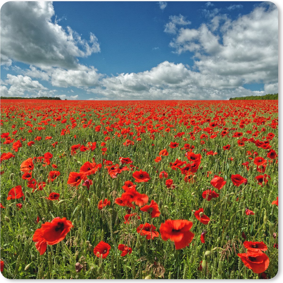 Muismat XXL 40x40 cm - Bureau onderlegger - Bureau mat Spierwitte wolken boven een klaprozenveld - Bureaumat - Gaming mousepad xl - Bureaulegger groot - Computer deskmat