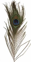 Nepveren/sierveren - Pauwen veren - 6x stuks - gekleurd - 25 cm