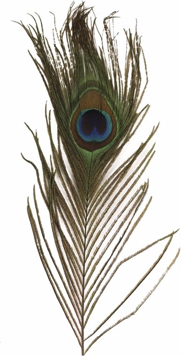Nepveren/sierveren - Pauwen veren - 6x stuks - gekleurd - 25 cm