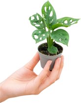 PLNTS - Baby Monstera Adansonii - Kamerplant - Stekplantje 2 cm- Hoogte 15 cm
