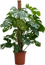 PLNTS - Monstera Pertusum - Kamerplant - Kweekpot 24 cm - Hoogte 120 cm