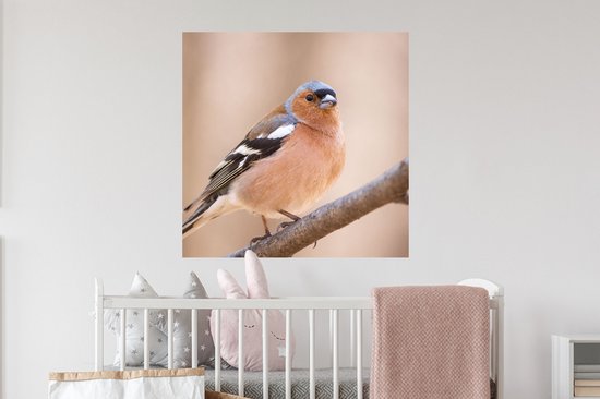 Stickers muraux - Film autocollant - Vogel - Animaux - Pinson - 50x50 cm - Film adhésif - Stickers muraux Chambre d'enfant - Papier peint autocollant - Papier peint autocollant - Film autocollant