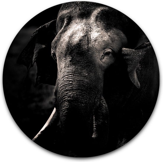 Wandcirkel Olifant portret - WallCatcher | Acrylglas 80 cm | Rond schilderij | Muurcirkel Elephant