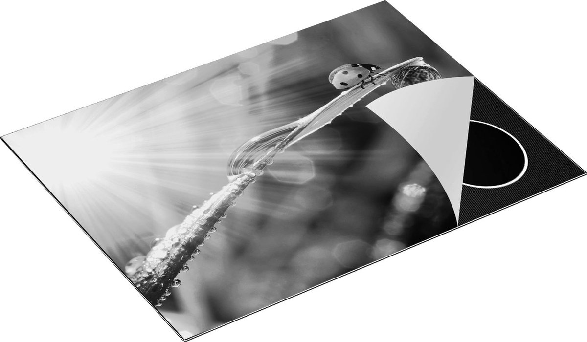 Chefcare Inductie Beschermer Lieveheersbeestje op een Grasspriet - Zwart Wit - 71x52 cm - Afdekplaat Inductie - Kookplaat Beschermer - Inductie Mat