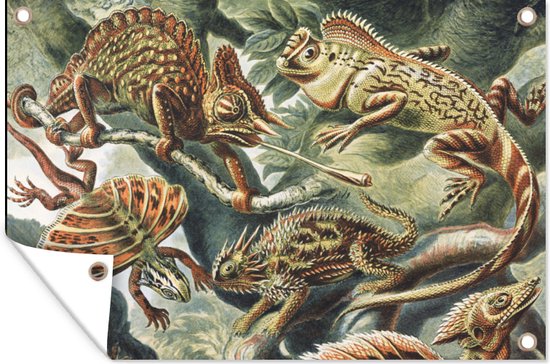 Tuinposter - Salamander - Schuttingdoek - Tuin - Ernst Haeckel - Kunst - 120x80 cm - Kameleon - Tuindoek