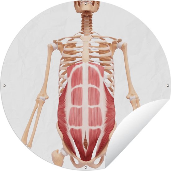 Tuincirkel Een illustratie van de rectus abdominis in het menselijk lichaam - 150x150 cm - Ronde Tuinposter - Buiten