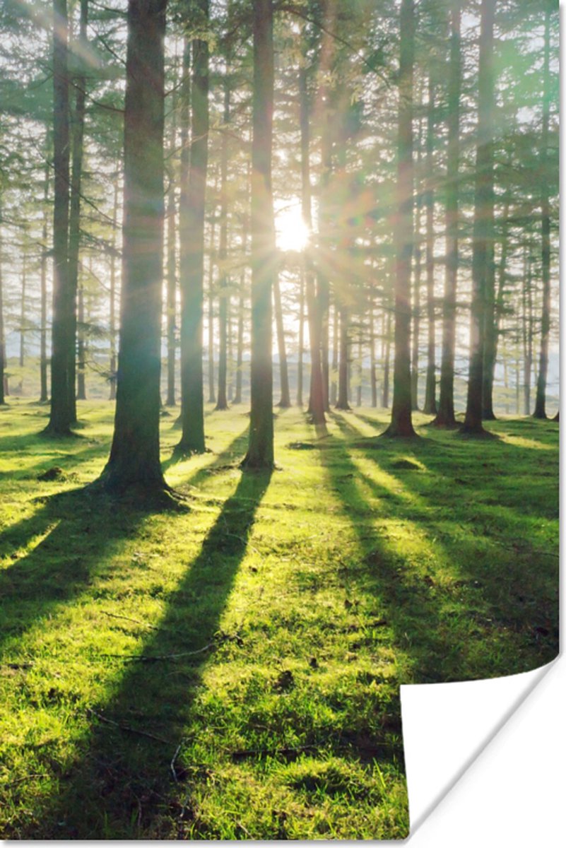Poster Bomen - Natuur - Bos - 80x120 cm