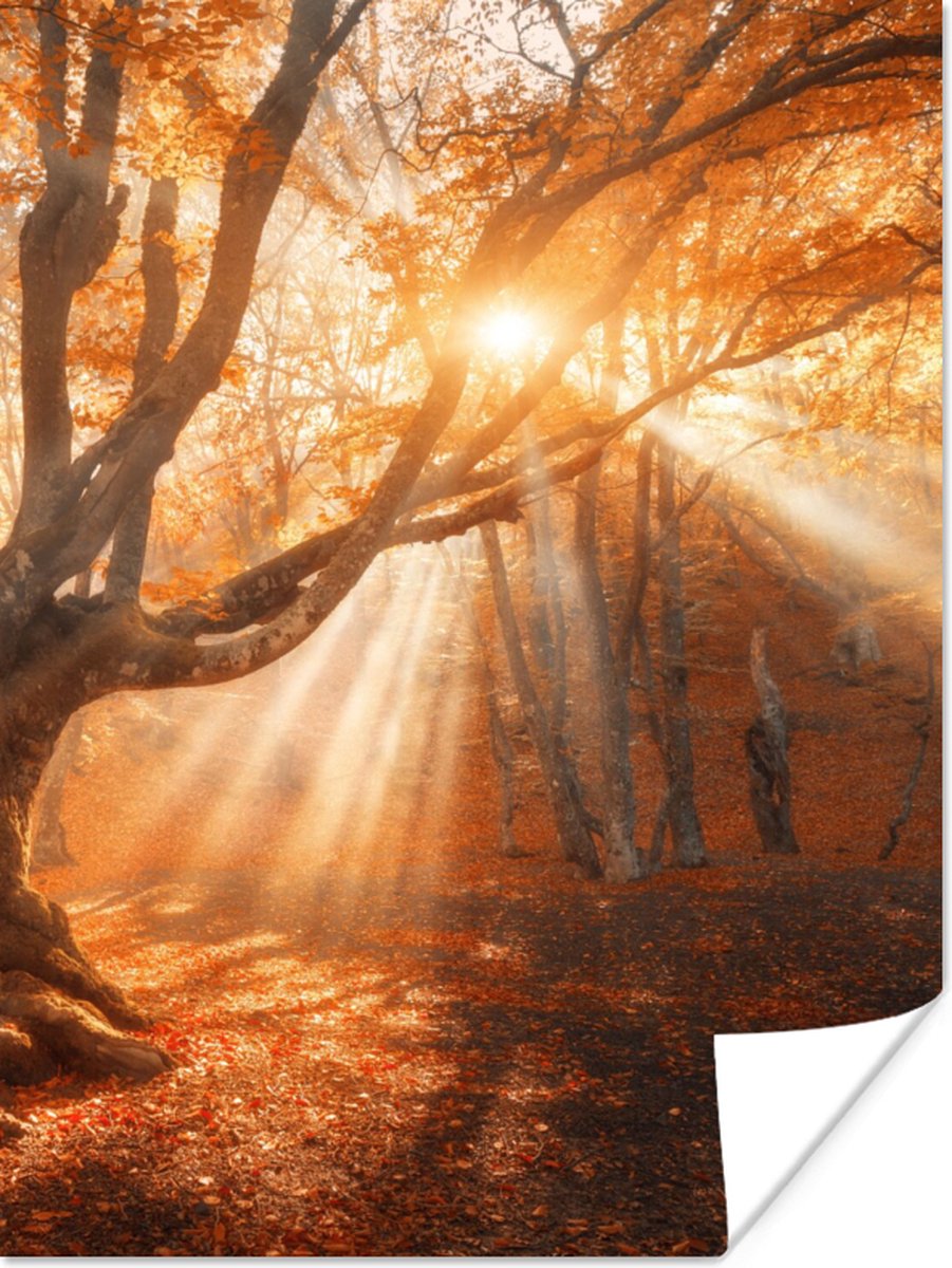 Poster Boom - Natuur - Herfst - 30x40 cm