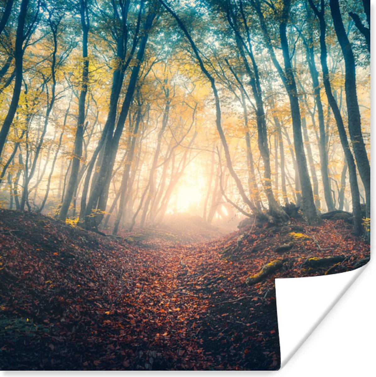 Poster Bos - Mist - Zon - Herfst - 75x75 cm
