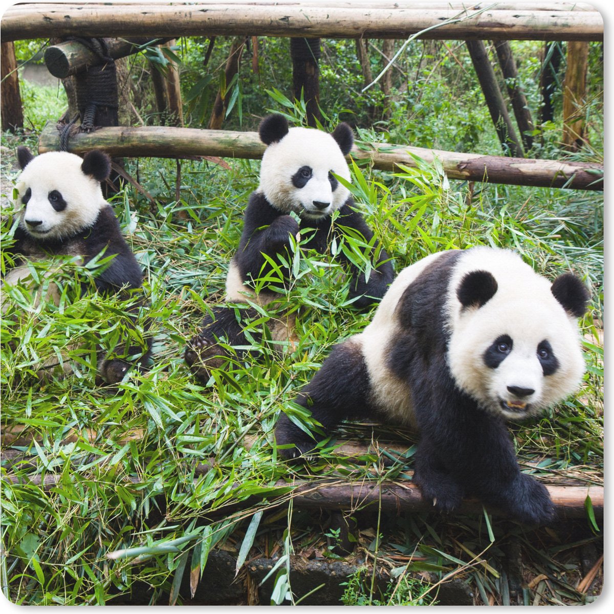 Muismat XXL 50x50 cm - Bureau onderlegger - Bureau mat Panda's - Bamboe - Bladeren - Bureaumat - Gaming mousepad xl - Bureaulegger groot - Computer deskmat
