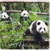 Muismat XXL - Bureau onderlegger - Bureau mat - Panda's - Bamboe - Bladeren - 50x50 cm - XXL muismat