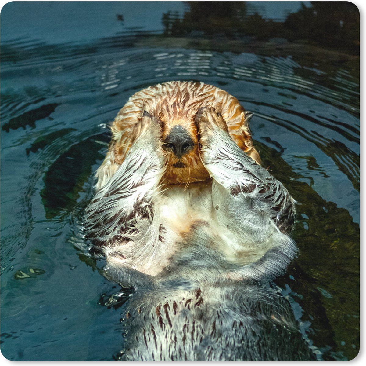Muismat XXL 60x60 cm - Bureau onderlegger - Bureau mat Otter ligt in het water - Bureaumat - Gaming mousepad xl - Bureaulegger groot - Computer deskmat