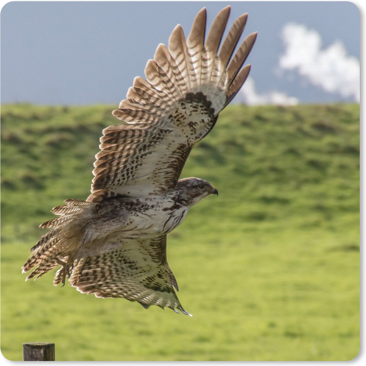 Muismat XXL 80x80 cm - Bureau onderlegger - Bureau mat Een buizerd met gestrekte vleugels - Bureaumat - Gaming mousepad xl - Bureaulegger groot - Computer deskmat