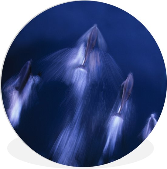 WallCircle - Wall Circle - Wall Circle Indoor - Océan - Dauphin - Water - 30x30 cm - Décoration murale - Peintures Ronds