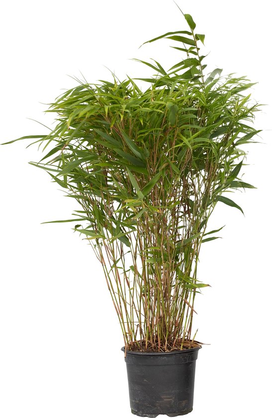 Plant in a Box - Niet-woekerende bamboe - Fargesia nitida 'Gansu' - Hoogte 50-70cm - Pot 17cm - Bamboo - Green