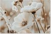 Beige, Fleurs