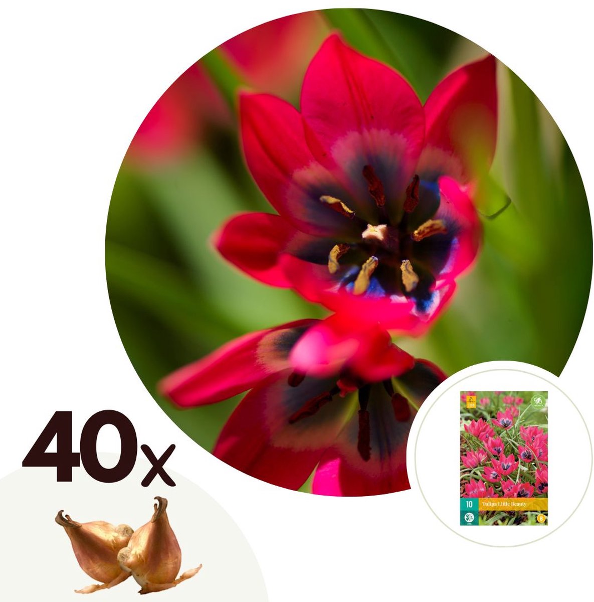 Plant in a Box - Tulipa Little Beauty - Bloembollen x40 - Tulpen - Rood - blauw-wit hart -Meerjarig