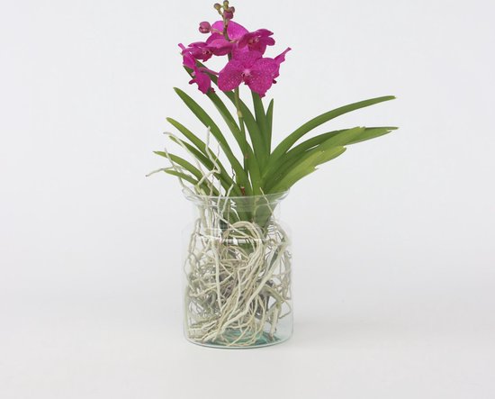 Orchidée Artificielle Cerise Pot Céramique Hauteur 54 cm