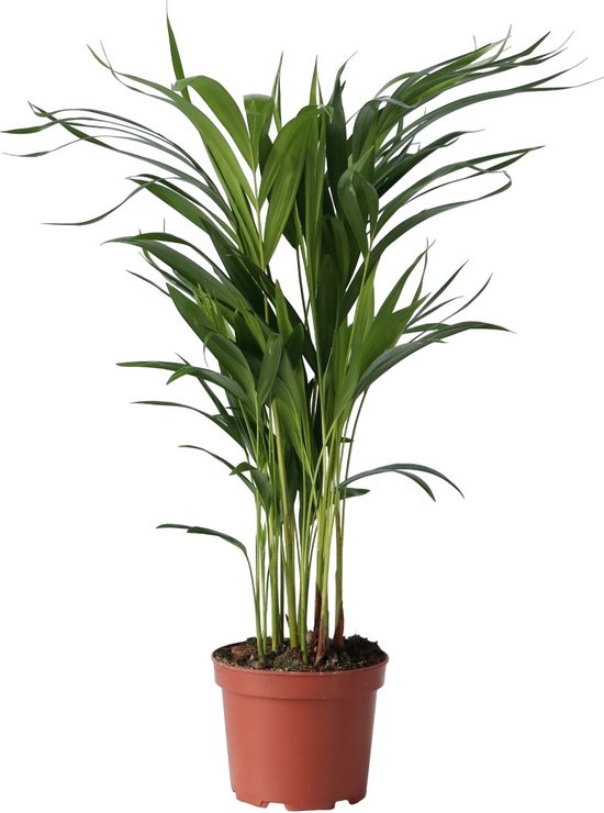 Dypsis Lutescens – Areca – Goudpalm – Luchtzuiverend – Hoogte 60-70cm