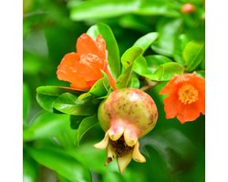 Plant in a Box - Punica Granatum - Set van 3 - Granaatappel tuinplanten - Pot 9cm - Hoogte - 25-40cm