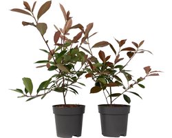 Plant in a Box - Photinia fraseri Red Robin - Set van 2 - Helderrode bladeren - Wintergroene heester - Pot 17cm - Hoogte 30-40cm