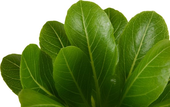 Close-up van de glanzende, groene bladeren van een Brighamia insignis plant.